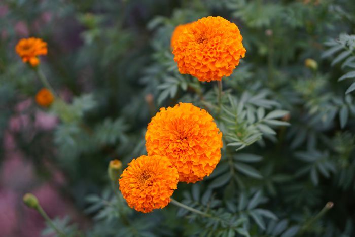 African Marigold Sierra Orange