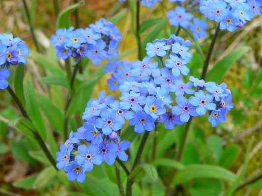 Alpine Forget-me-not Blue