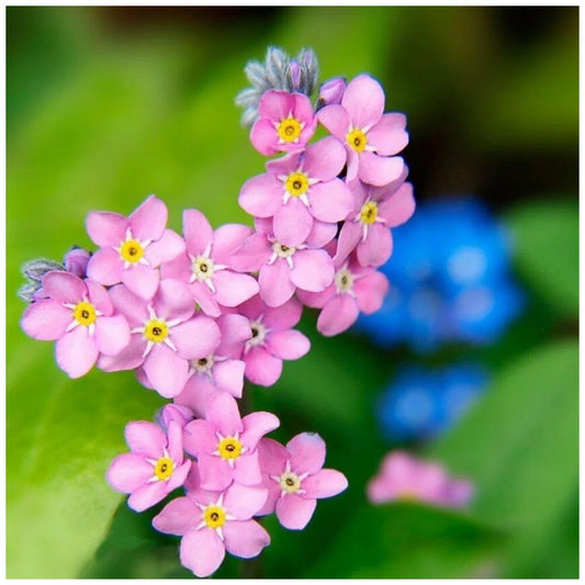 Alpine Forget-me-not Pink