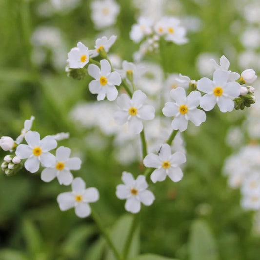 Alpine Forget-me-not White