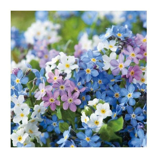 Alpine Forget-me-not mixed