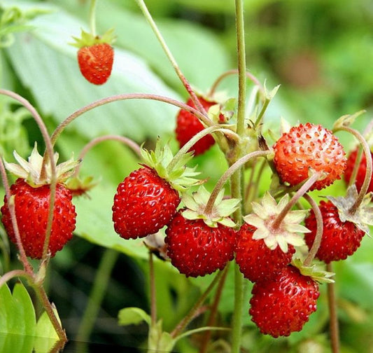 Alpine Strawberry "Four Season"