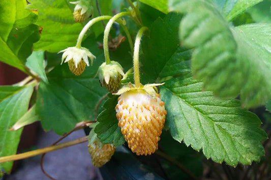 Alpine strawberry 'Yellow wonder'