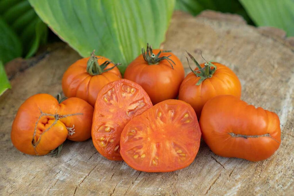 Amana Orange Tomato