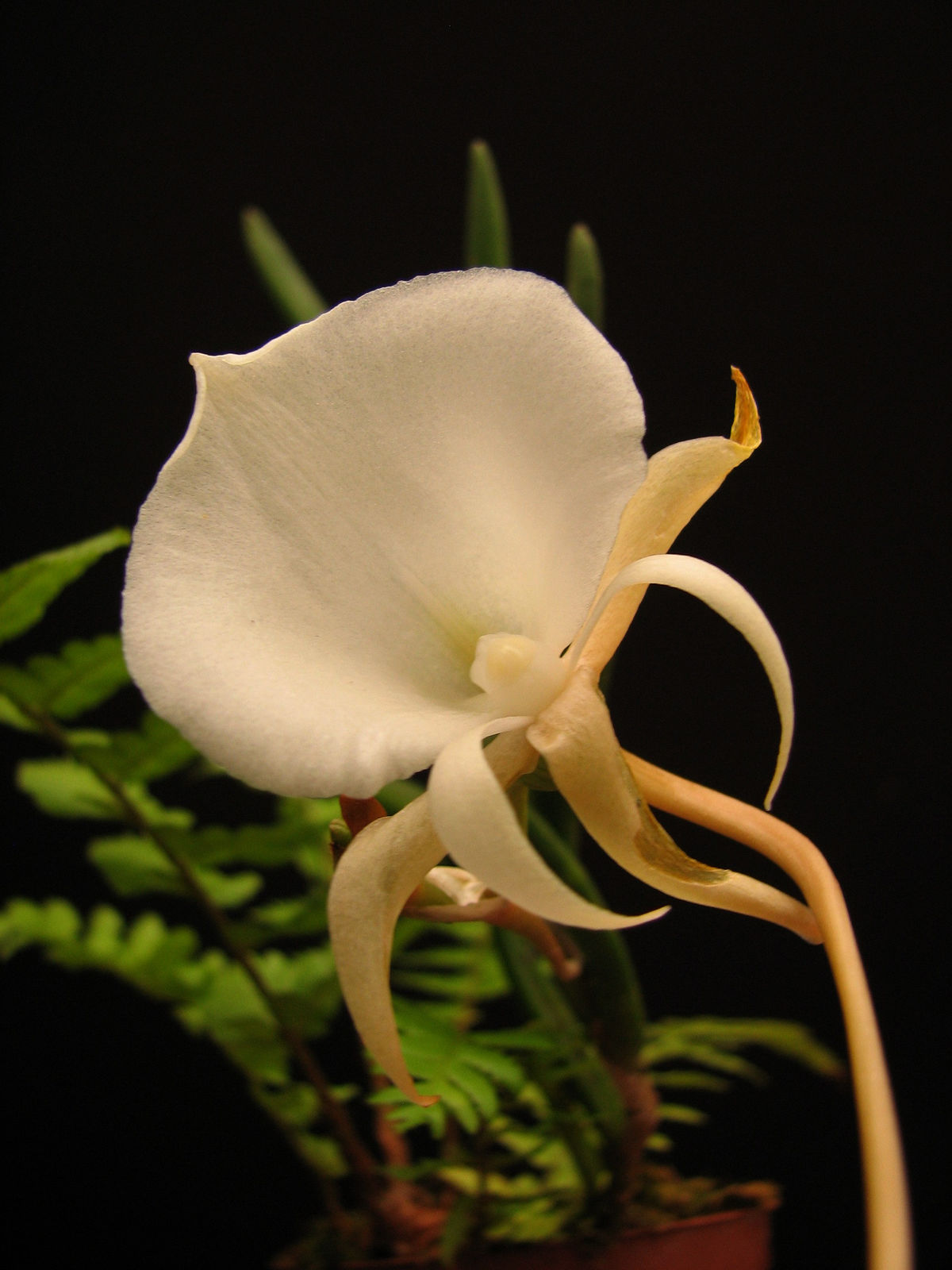Angraecum pseudofilcorna