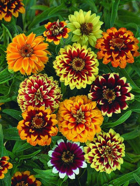 Zinnia Persian Carpet