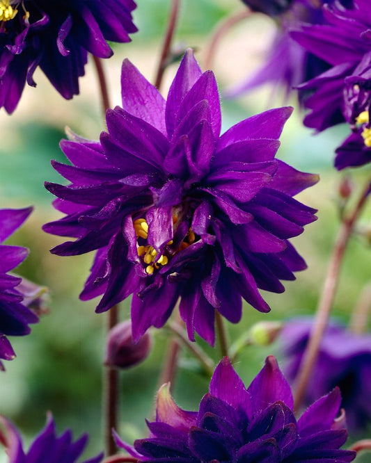 Columbine Barlow mix