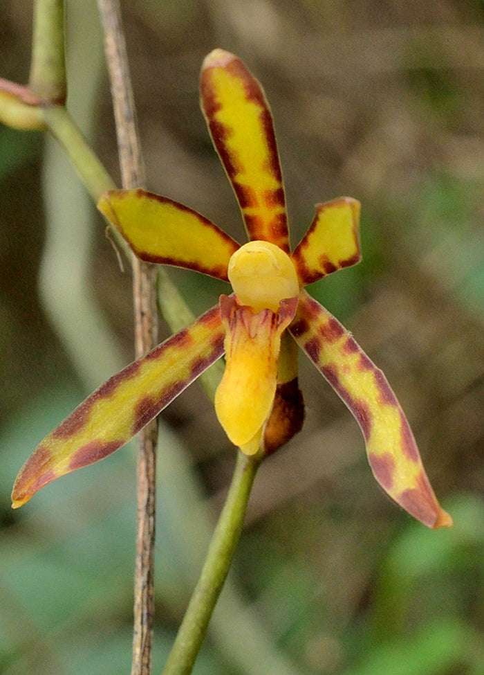 Arachnis labrosa orchid