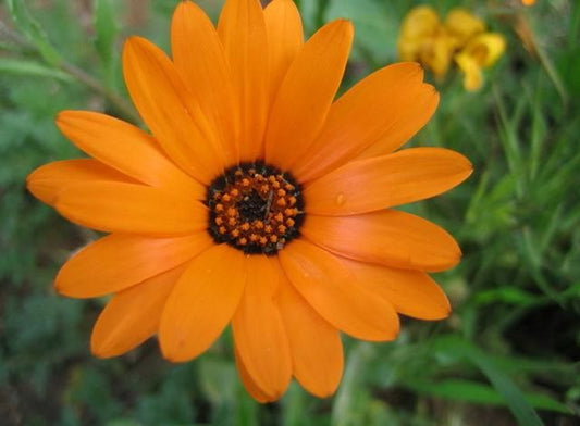 Arctotis stoechadifolia