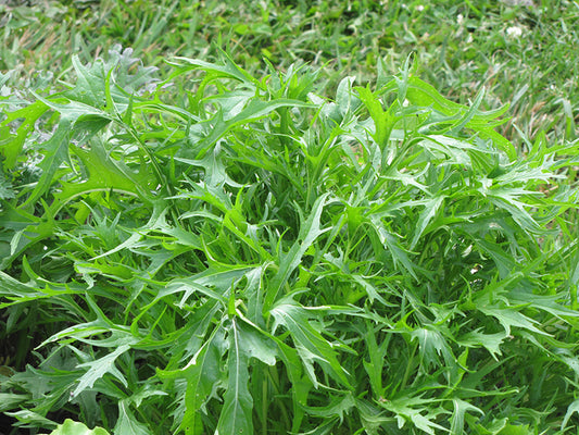 Arugula, Garden Rocket