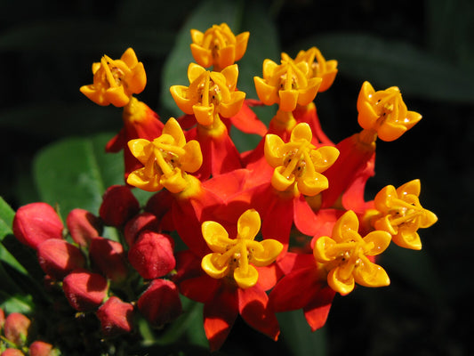 Mexican Butterfly Weed