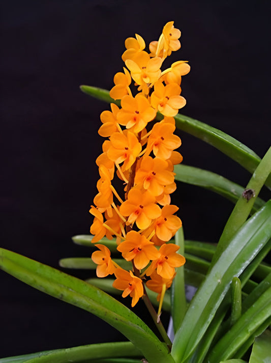 Ascocentrum miniatum orchid