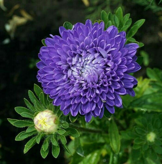 Aster 'Pavlova' Deep blue