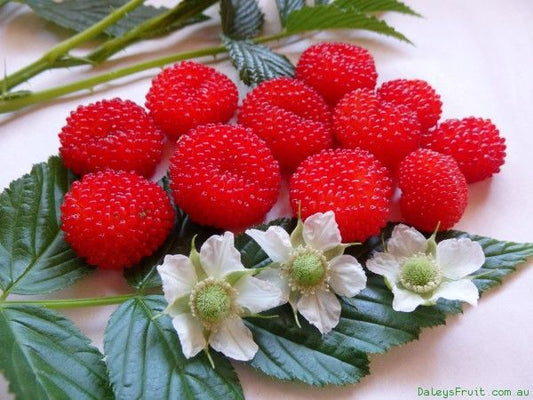 Atherton Raspberries