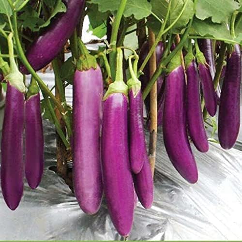 باذنجان هالفلانج فيوليت