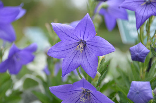 Balloon flower Blue