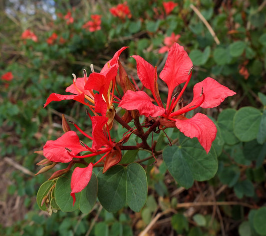 Bauhinia galpinii red orchid tree