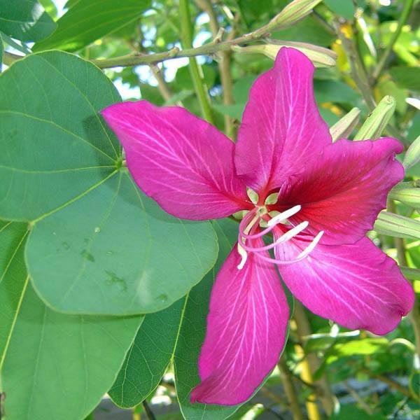 Bauhinia purpurea purple orchid tree