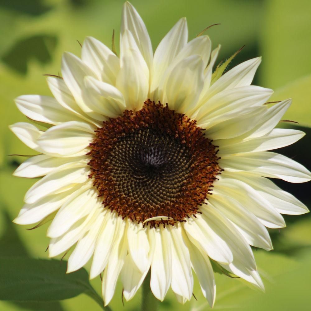 Beach sunflower 'Vanilla ice'