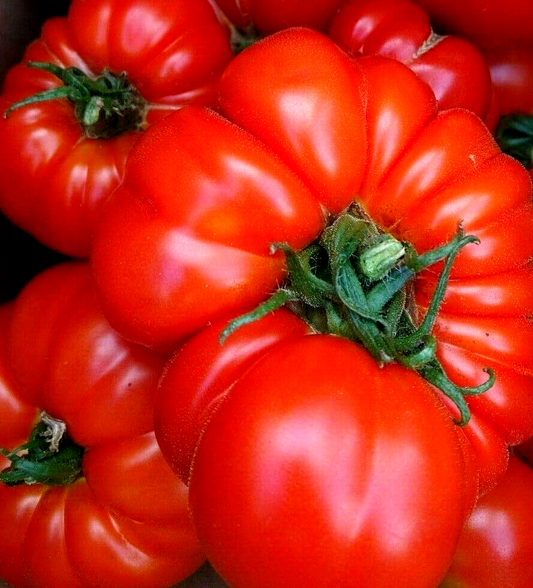 Beefsteak Tomato 'Marmande'