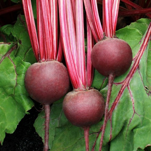Beetroot 'Detroit 2 Crimson globe'