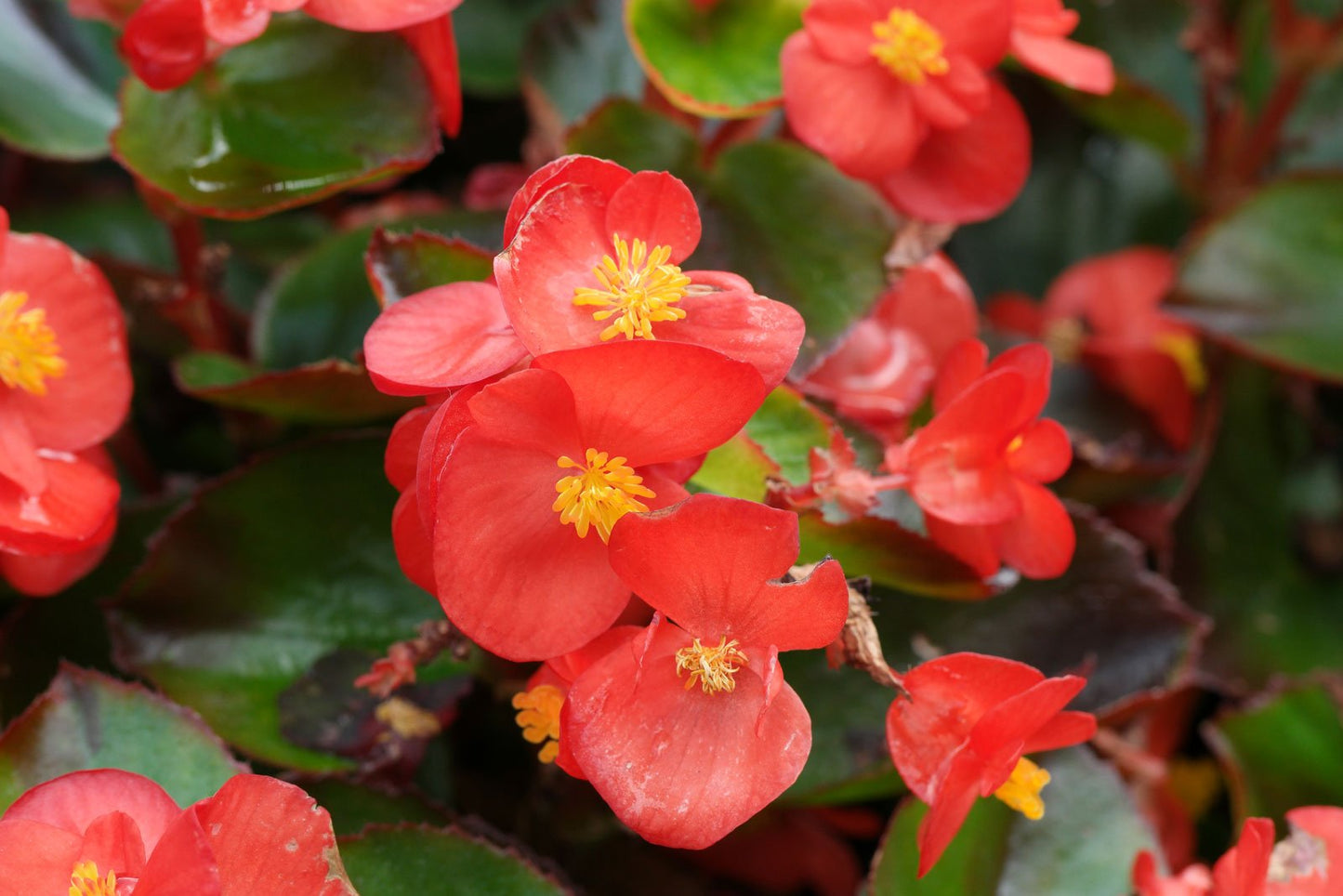 مزيج بيجونيا سمبرفلورنس 'بيجونيا الشمعية'