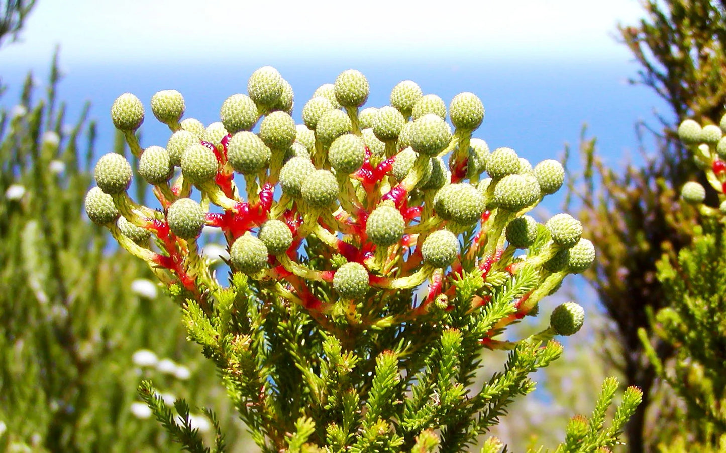 بيرزيليا إنترميديا - زهرة الأزرار