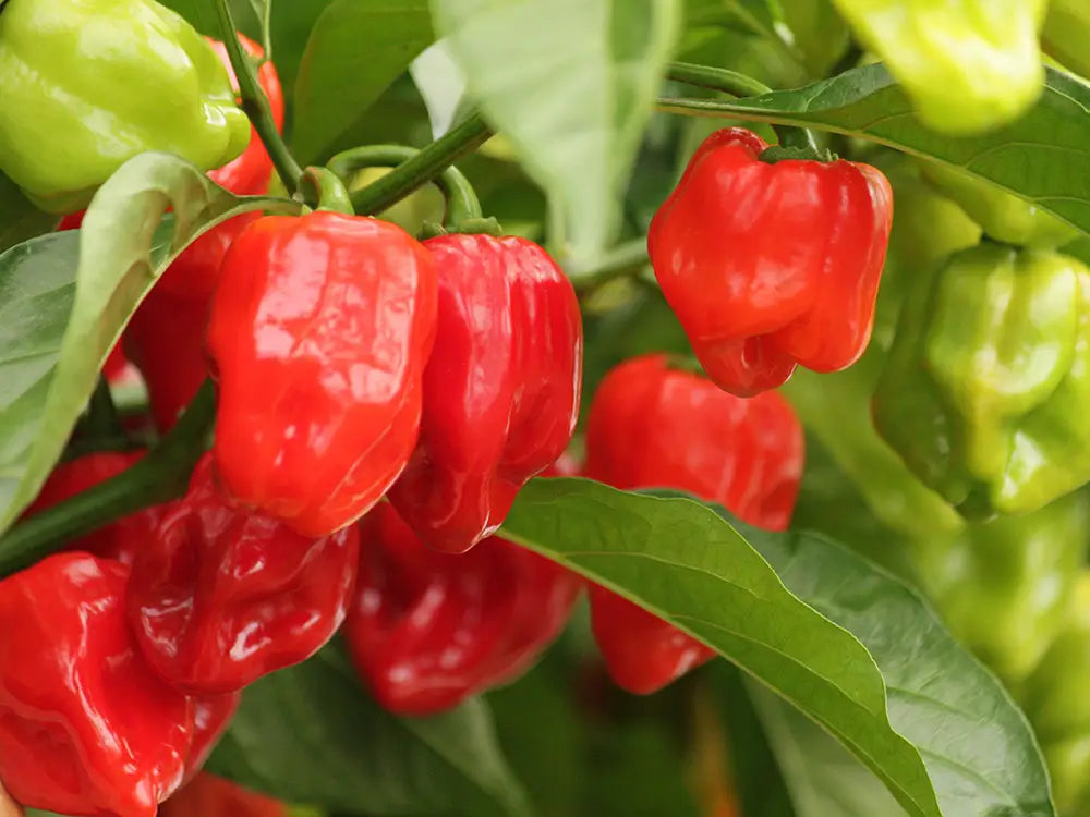 Bitter Habanero Pepper