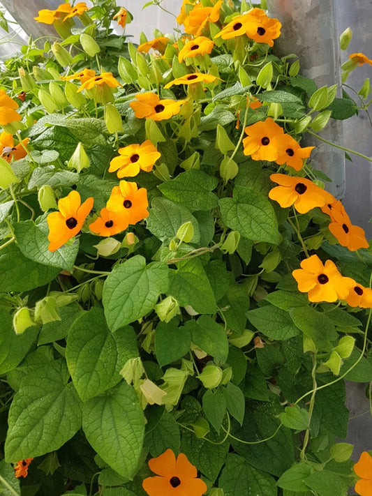 Black-eyed Susan vines