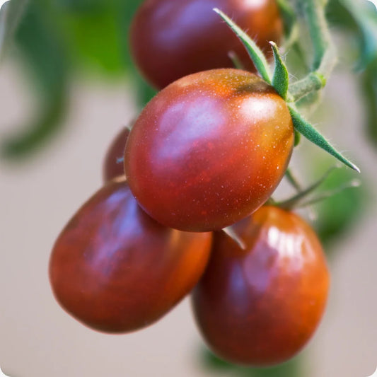 Black Plum Tomato