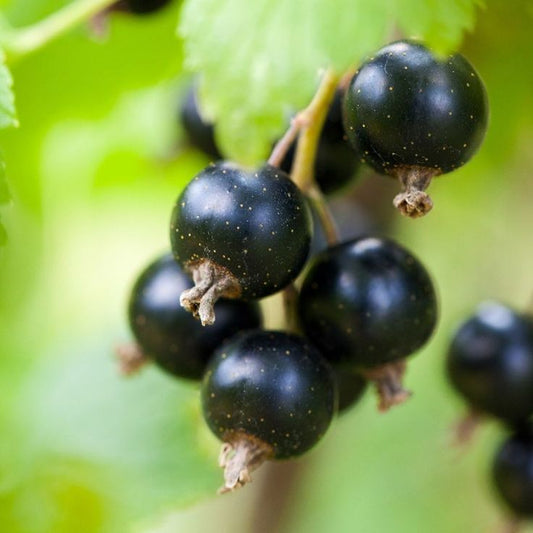 Blackcurrants