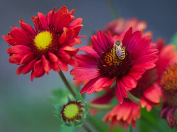 Blanket Flower - Burgundy