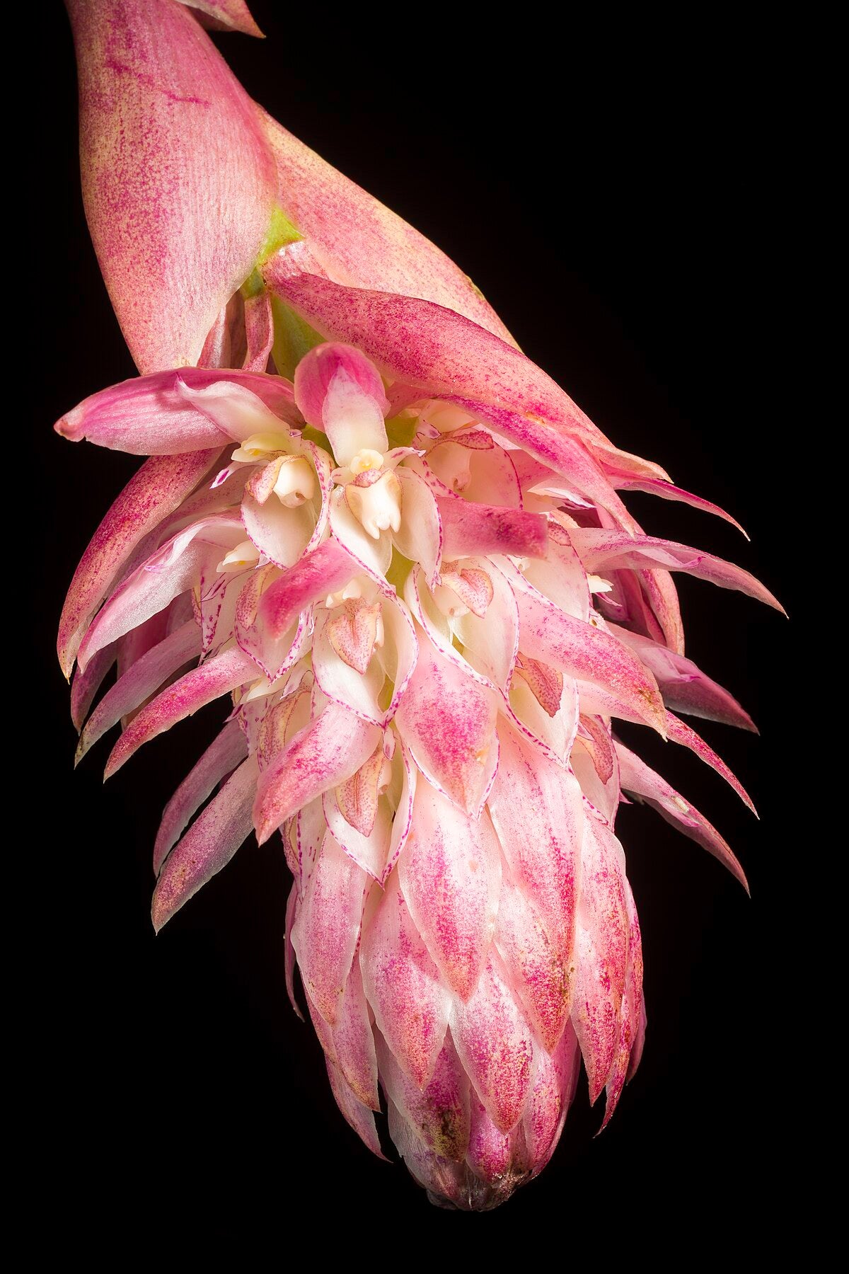 Bulbophyllum hamelinii orchid