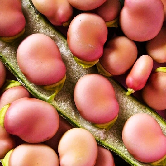 الفول العريض كارمازين