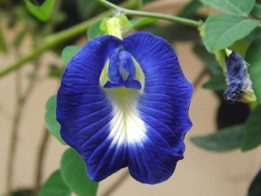 Butterfly Pea Blue Tea