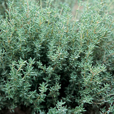 Thyme
