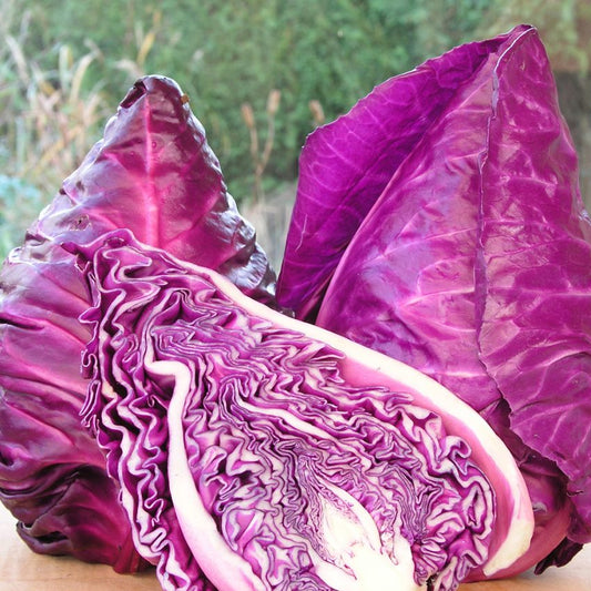 Pointed Red Cabbage Kalibos