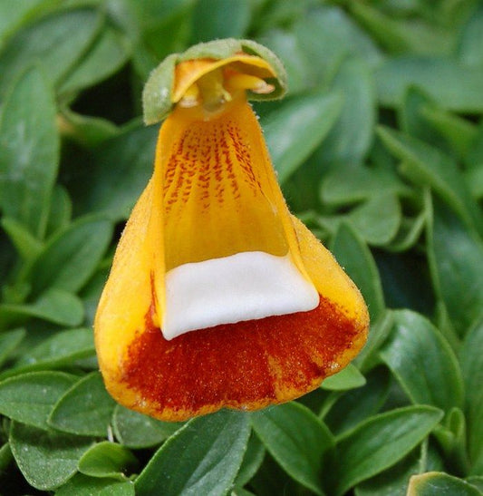 Calceolaria uniflora Darwins slippers