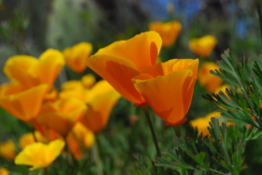 California poppy 'Golden west'