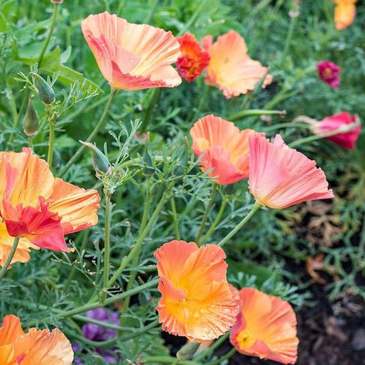 California poppy mix