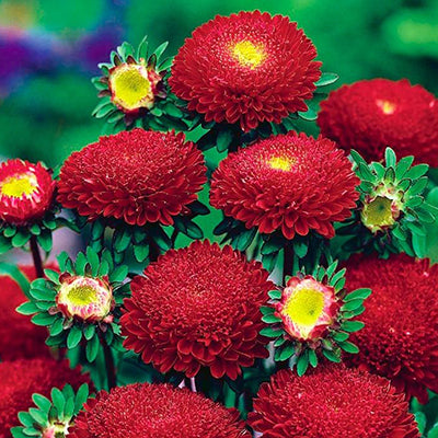 Callistephus Pompon Dark Red Aster