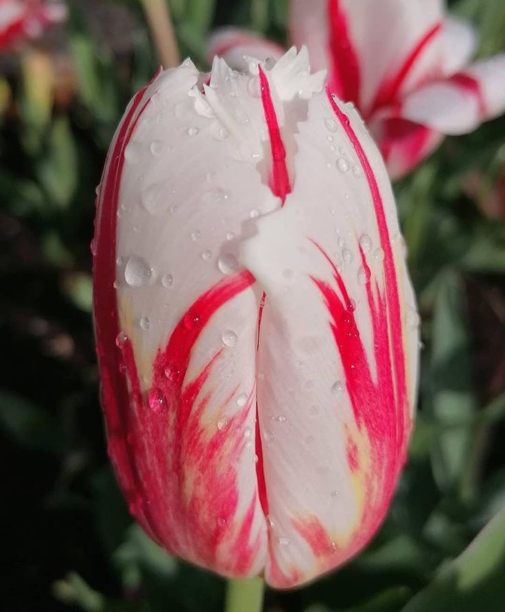 Candy Stripe Tulip
