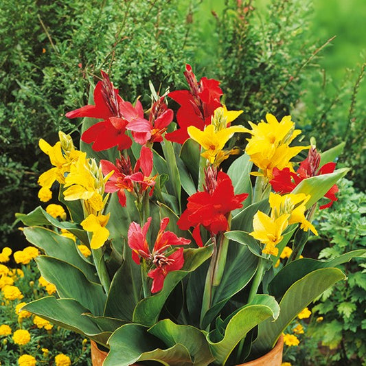 Canna 'Indian Shot' Mix