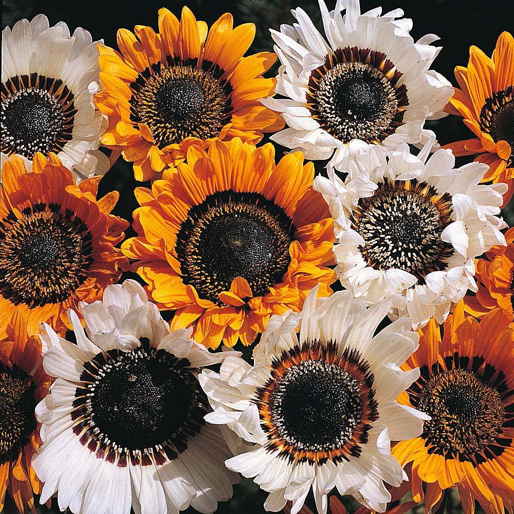 Cape Daisy Mix