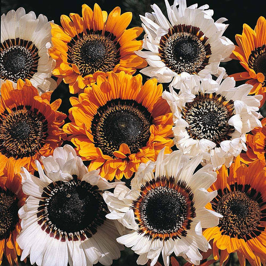 Cape Daisy Mix
