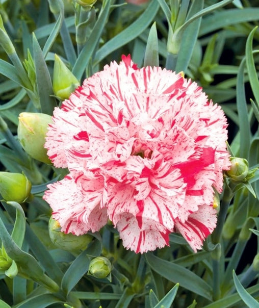 Carnation Chadbaud 'Benigna'