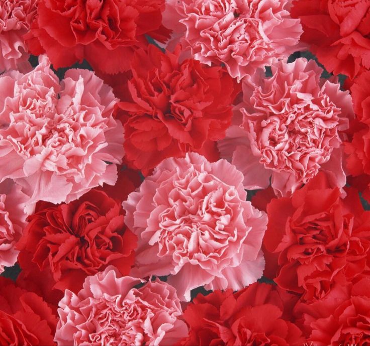 Carnation 'Vienna'