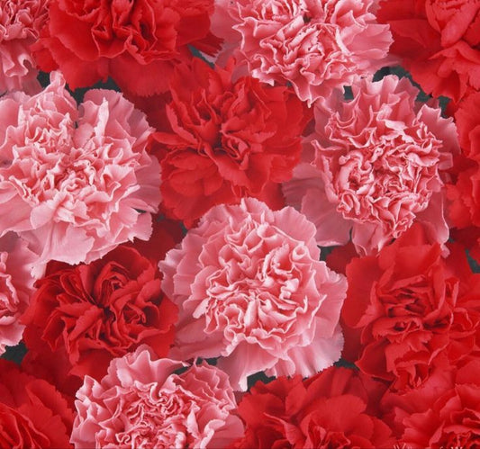 Carnation 'Vienna'