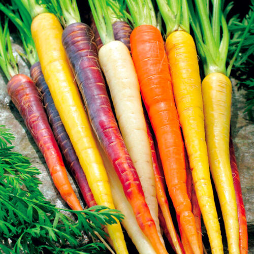 Carrot Rainbow F1
