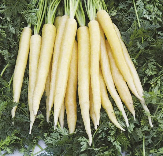 Carrot "Lunar White"